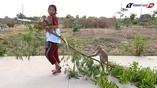 Funny Brother Kako & Sister Luna With Tiny Olly Ride On Tree That Mom Dragging