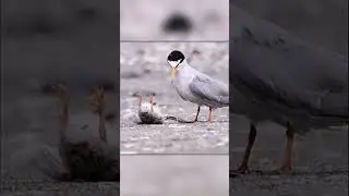 Прикол с Птицей и Птенцом