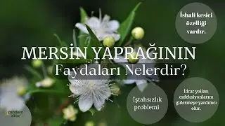 MODERN AKTAR MERSİN YAPRAĞI | FAYDALARI NELERDİR?