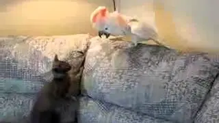 Кошка и попугай ругаются  Кошка и попугай играют
