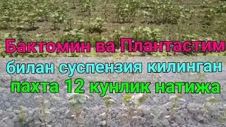 Селитра ва карбамидни урнига Бактомин ва Плантастимни пахтага суспензия килдик. тел:90 620 60 08