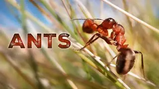 Ants: Marvels of Nature - Exploring the Extraordinary World of Cooperation and Adaptability