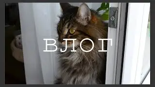 ВЛОГ: паук полинял/новая кофемолка