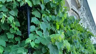 Крым. Детская площадка в отеле "Эллада". Цены на фрукты.