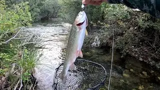 ცისარტყელა კალმახი მითებიდან favorite x1 - freshlures - yarie