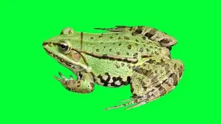 green screen frog