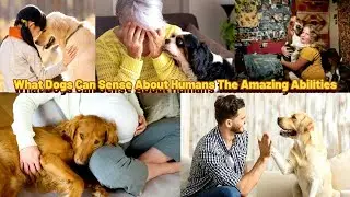 Unbelievable Abilities: What Dogs Can Sense About Humans #dogs #pets