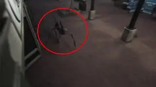 5 НЕИЗВЕСТНЫХ СУЩЕСТВ, СНЯТЫХ НА КАМЕРУ (часть 5)
