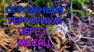 ОГРОМНЫЙ ТЕРРАРИУМ ЧЕРЕЗ МЕСЯЦ 