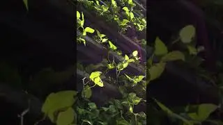 Free Vertical Portrait Videos - Whatsapp Stories - Social Media #Shorts