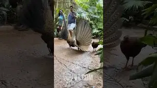 Peacock Shows Off Feathers But She’s NOT Impressed! 😂🦚