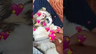 Cute puppy Jessi Sleeping while I comb her hair-Vid4. #shihtzu