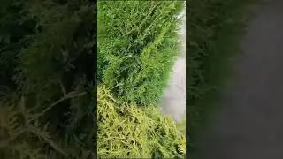 Туя Голден Глоб 50-60см
