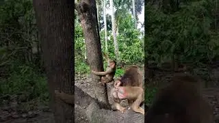 Monyet  ngajak  kawin