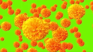 Genda Phool Yellow green screen effects Animation