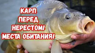 Как поймать карпа в апреле? Какие насадки и прикормки предпочитает карп перёд нерестом?