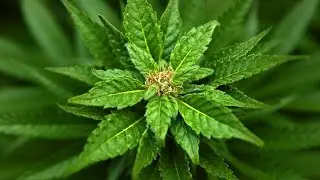 Marijuana: la Ministra la dà all'Esercito