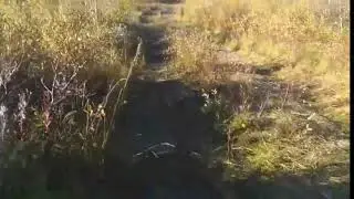 Встреча с глухарем на гусеничном вездеходе