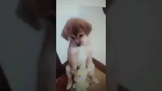 Щенка наказали(