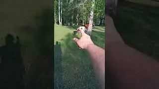 ЗАВОЗИМ ПОРОДНЫХ ТЕЛЯТ/ГОНИМ КОРОВ ДОМОЙ/ЖИЗНЬ В ДЕРЕВНЕ/