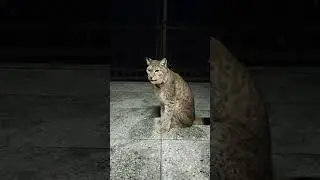 Рысь Даша - с дружком