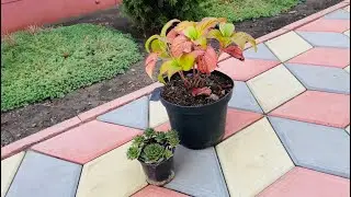 ОБНОВКИ в сад 😁/ 🌱Гортензия 🌱/ Каменная Роза🌵