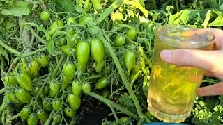 СРОЧНО дайте в конце лета Томатам, Огурцам, Перцу, сразу обильно заплодоносят и дадут море урожая