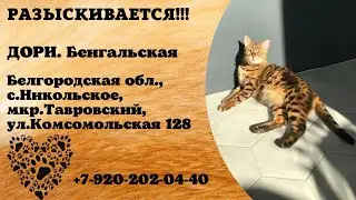 Пропала кошка! ДОРИ. Бенгальская. Белгородская область, с.Никольское.