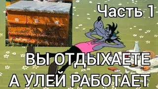 УНИКАЛЬНЫЙ УЛЕЙ ДЛЯ ИНВАЛИДОВ И РАБОТЫ С НИМ