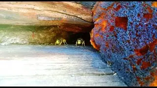 О жизни ОСЫ эа 1 минуту