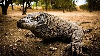 MONITOR LIZARDS - THE LARGEST LIZARDS ON EARTH || THE LIVING EARTH ©