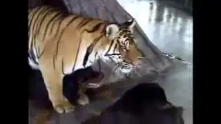 WTF - Tiger and Dog Mating???