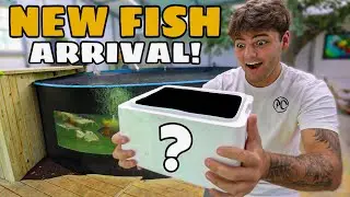 This FISH was GIFTED to Me for My POND!!