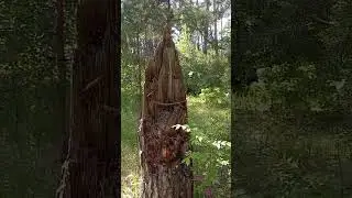 Деревянное изваяние Менква в бору д. Щурова за Коломной (Леший, снежный человек)