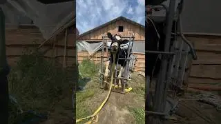 The cow breaks the machine 