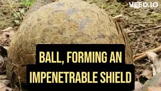 Unveiling the Enigmatic Pangolin: Fascinating Facts You Need to Know!