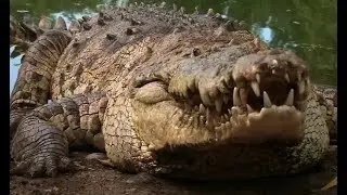 Топ 5 самых опасных животных!