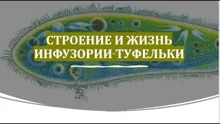 13. Строение и жизнь инфузории туфельки