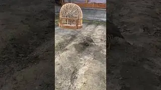 Кабки Дулангибрид 1000 сомонӣ тел: 992989008817