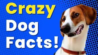 Unbelievable Dog Facts That Will Amaze You! 🤯😲🐶prt 3