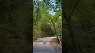 То, что успокаивает 🌳