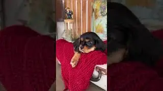 📞 8-900-233-2008 Продаются щенки 🐶 КАВАЛЕР КИНГ ЧАРЛЬЗ СПАНИЕЛЬ Питомник "Family Shayk" Краснодар