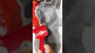 Котики такие разные)) #animals #кошки #животные #cat