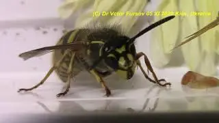 Где Осы Зимуют? Привет от Осы Королевы Vespula vulgaris (Vespidae).