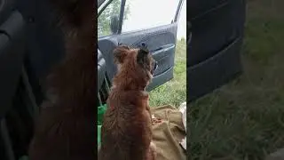 Такого не ожидали ! #собака