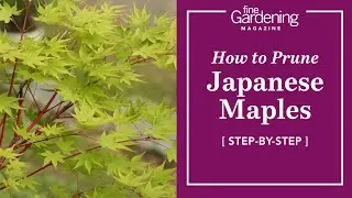 How to Prune Japanese Maples - Step by Step Instructions | Fine Gardening Magazine