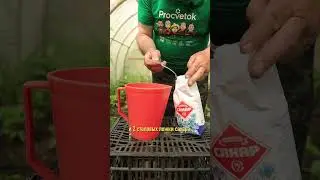 Огурцы будут усыпаны завязями. Подкормка своими руками