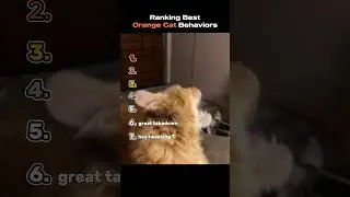 Ranking Best Orange Cats Behaviors