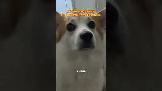НЕ ЗАВОДИ СОБАКУ ОНА РАЗРУШИТ ТВОЮ ЖИЗНЬ 