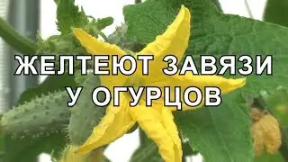 Желтеют Завязи у Огурцов 10 Причин Почему и что Делать